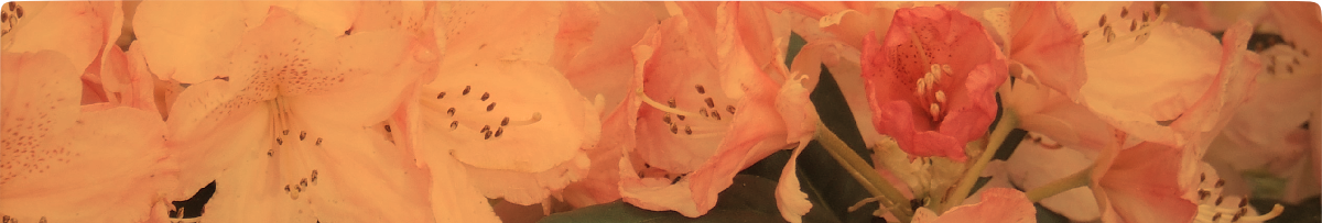 Personal Performance Consultants - Courage to perform well, setting the foundations for your continued success, today.